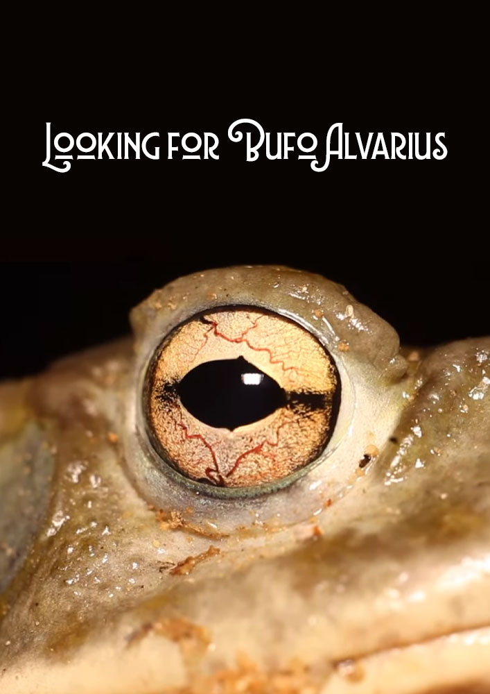 Looking for Bufo Alvarius